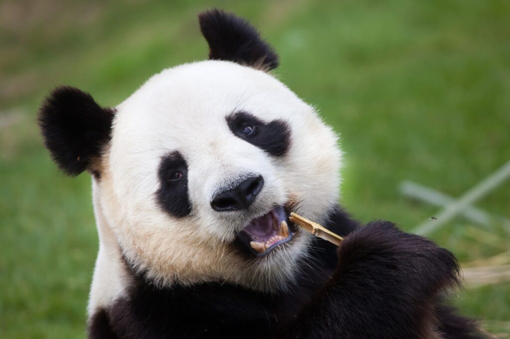 oso panda con RC VIAJES