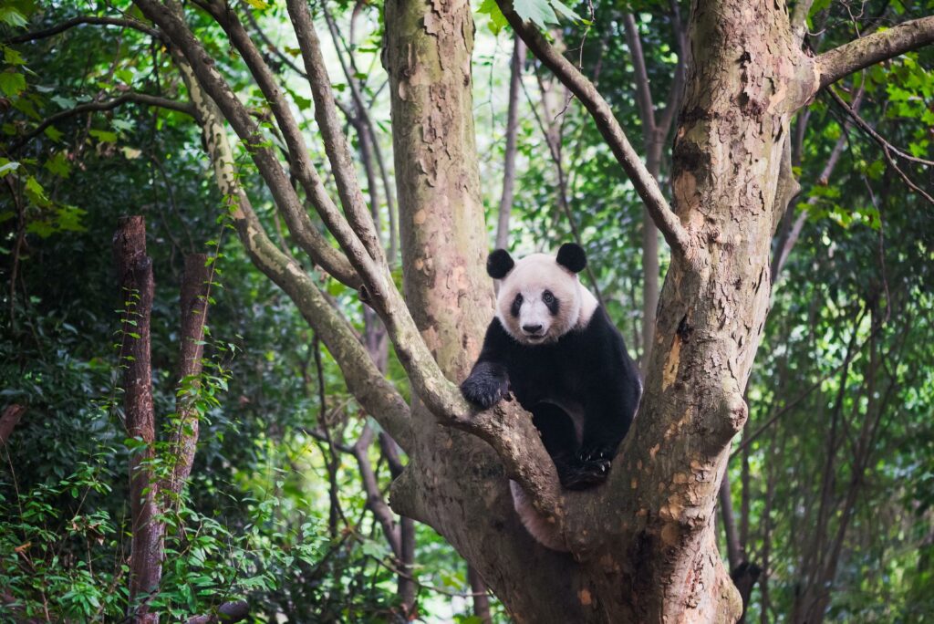 oso sentado en un arbol con RC VIAJES