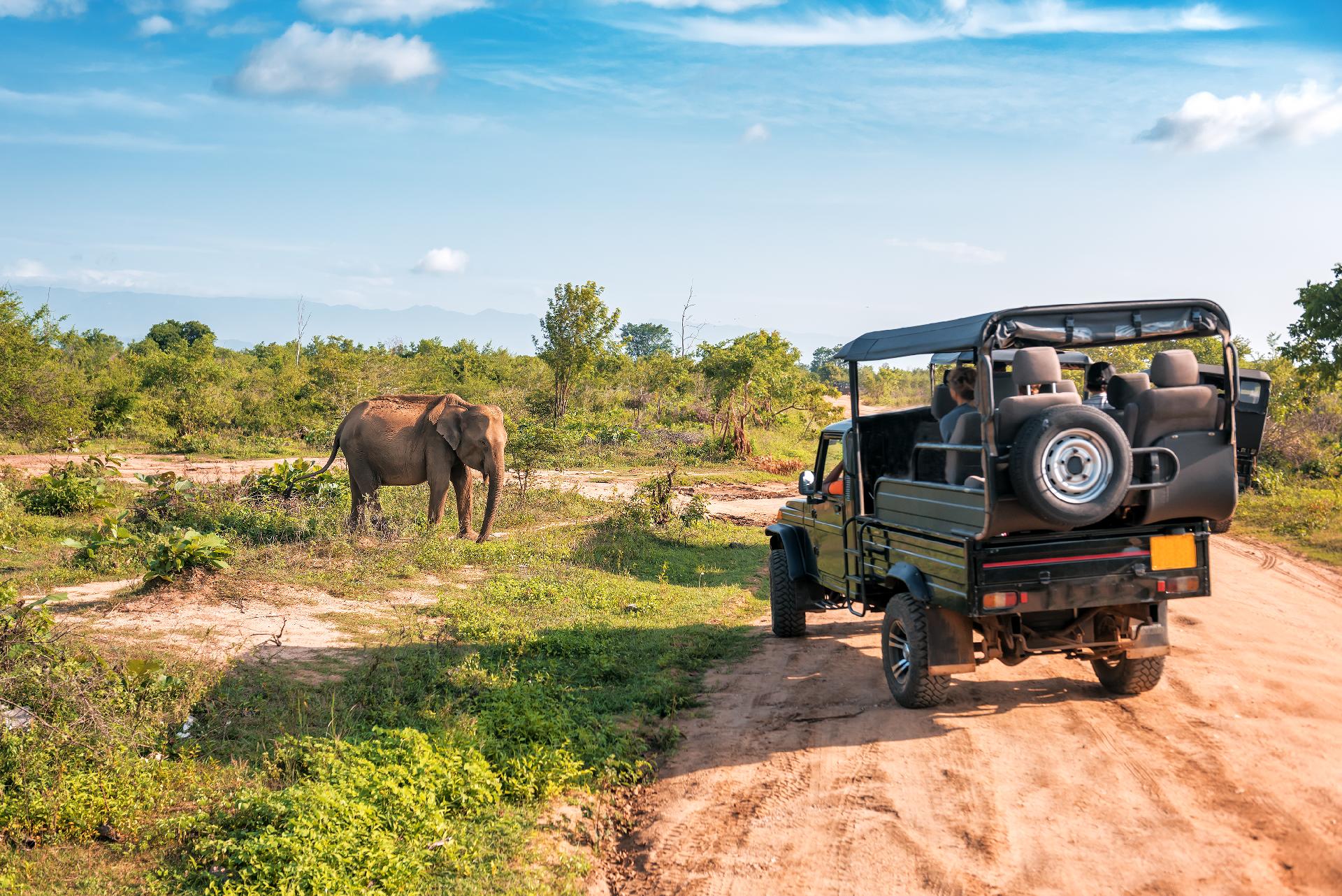 elefante vivo en safari con RC VIAJES